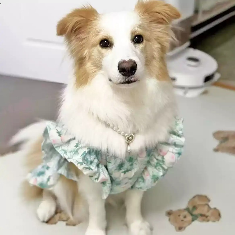 Roupas para Animais de Estimaç - Summer Dog Clothing avaliação e preço