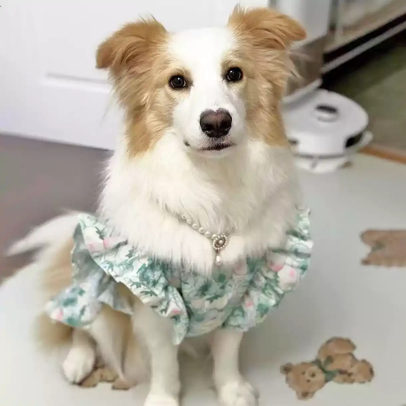 Roupas para Animais de Estimaç - Summer Dog Clothing avaliação e preço