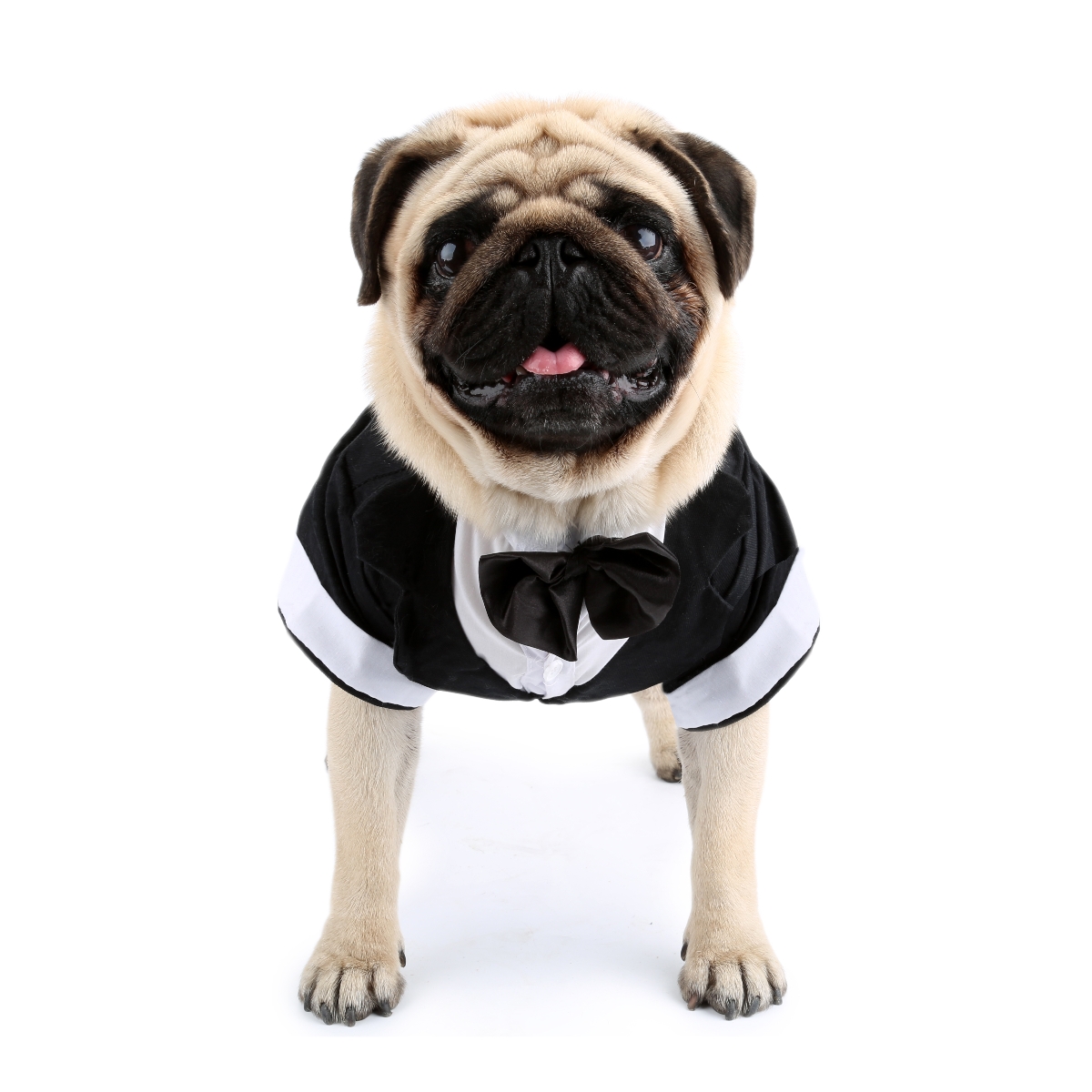 Camisa para cachorro, roupas p - Summer Dog Clothing avaliação e preço